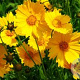 Coreopsis grandiflora GM C1 BIO