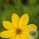 Coreopsis vert. 'Zagreb' GM C1.3 BIO