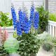 Delphinium (E) 'Paramo Azul' GM C1.3 BIO