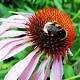 Echinacea purpurea 'Pink Tip' GM C1 BIO