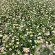 Erigeron karvinskianus GM 2,0L