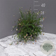 Erigeron karvinskianus GM 2,0L
