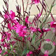 Gaura ''Gambit Rose'' GM C1.3 BIO