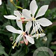 Gaura lindheimeri 'Sparkle White' GM C1.3 BIO