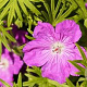 Geranium sanguineum 'Fruit de Fleur' GM C1 BIO