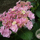 Hydrangea m. You & Me Forever GM 3,0L leverbaar