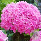 Hydrangea m. You&Me Perfection GM 3,0L leverbaar