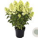 Hydrangea pan. Pandora 50-60 cm p29