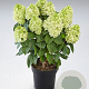 Hydrangea pan. Panenka 50-60 cm p29