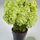 Hydrangea pan. Panorama 50-60 cm p29