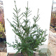 Ilex crenata 'Convexa' 30-40 cm P26