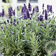 Lavandula 'Valence Dark' GM C1 BIO