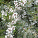 Leptospermum 'Silver Sheen' 20-30 cm 2,0L struik