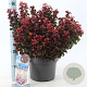 Leucothoe axillaris 'Curly Red' 30-40 cm P26