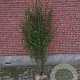 Ligustrum ovalifolium 150-175 cm met kluit struik