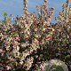 Malus 'Evereste' 150-175 cm draadkluit struik 100-150 breed