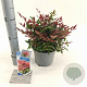 Nandina d. Obsessed 20-25 cm 2,0L