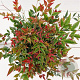 Nandina d. Obsessed 25-30 cm 2,0L