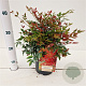 Nandina d. Obsessed 25-30 cm 2,0L
