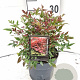 Nandina d. Obsessed 25-30 cm 2,0L