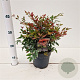 Nandina d. Obsessed 25-30 cm 2,0L