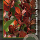Photinia fraseri 'Little Red Robin' 25-30 cm 2,0L
