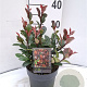 Photinia fraseri 'Little Red Robin' 25-30 cm 2,0L