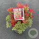 Pieris jap. 'Carnaval' 20-25 cm 2,0L