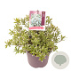 Pieris jap. 'Little Heath' 20-25 cm 2,0L