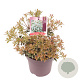 Pieris jap. 'Little Heath' 20-25 cm 2,0L