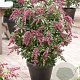 Pieris jap. Pink Passion 30-35 cm P22
