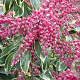 Pieris jap. 'Ralto' 20-25 cm 2,0L