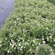 Potentilla f. 'Abbotswood' 30-40 cm C1.5