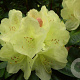 Rhododendron 'Golden Wonder' 20-25 cm 2,0L
