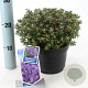Rhododendron impeditum 20-25 cm 2,0L