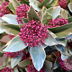 Skimmia j. 'Perosa' 35 cm 3,0L