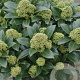 Skimmia j. White Globe 40-45 cm P22