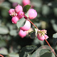 Symphoricarpos doorenbosii 100-125 cm met kluit struik