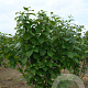 Viburnum lantana 175-200 cm met kluit struik