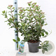 Viburnum tin. 'Gwenllian' 25-30 cm 2,0L