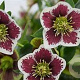 Helleborus o. 'Pr. Ellen Spotted' GM C1 BIO
