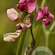 Lathyrus sylvestris 'Wagneri' GM C1.3 BIO