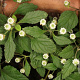 Lippia dulcis GM C1 BIO