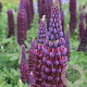 Lupinus West Country Masterpiece GM C1.3 BIO