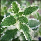 Mentha suaveolens 'Pineapple Mint' GM C1 BIO