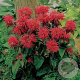 Monarda 'Fireball' GM C1 BIO