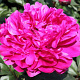 Paeonia (LD) 'Red Sarah Bernhardt' GM C1.3 BIO