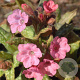Pulmonaria 'Bubble Gum' GM C1.3 BIO