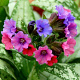 Pulmonaria 'Silver Bouquet' GM C1.3 BIO