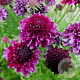 Scabiosa 'Barocca' GM C1 BIO